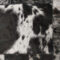 Cowhide Rugs 05