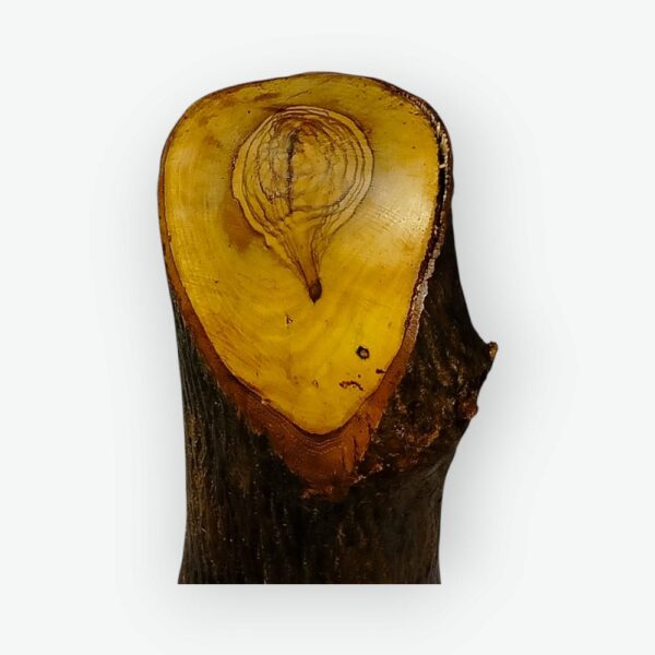 Glow Olive Trunk Siwa (12) Glow Olive Trunk Siwa